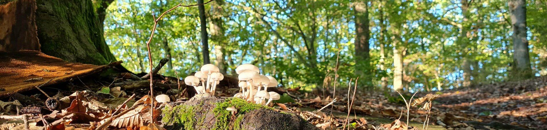 Laub und Pilze auf dem Waldboden