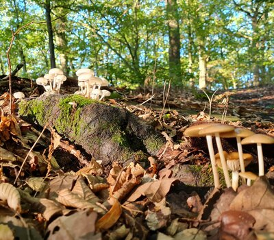 Laub und Pilze auf dem Waldboden