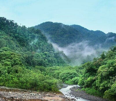 Wald mit Fluss