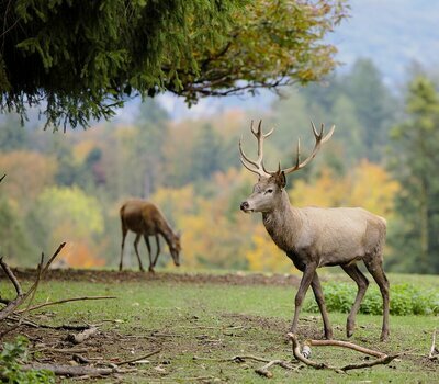 Hirsche im Wald