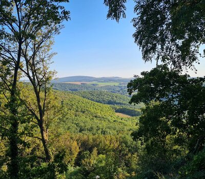 Ausblick auf den Wald